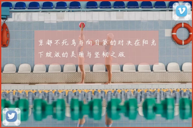 京都不死鸟与向日葵的对决在阳光下绽放的美丽与坚韧之旅